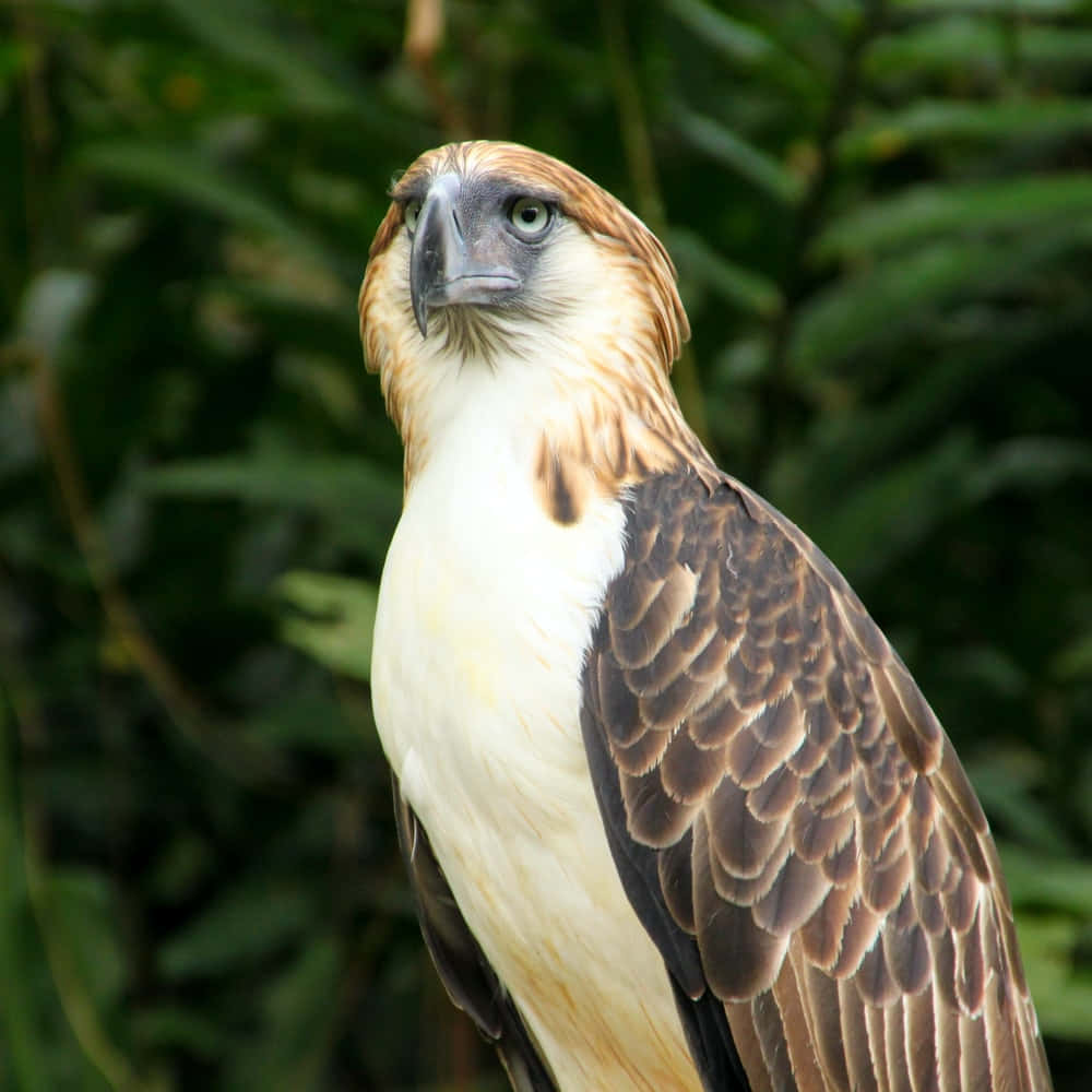 Majestic_ Philippine_ Eagle_ Profile