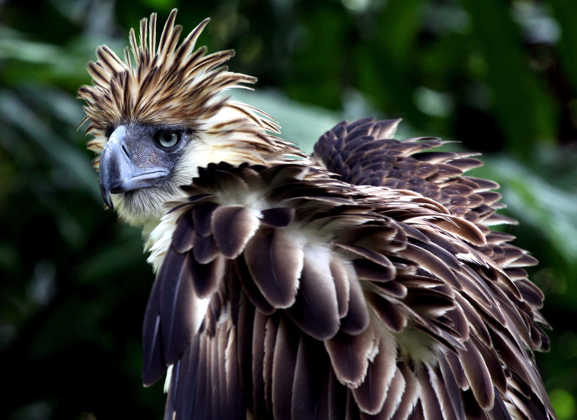 Majestic_ Philippine_ Eagle_ Profile Background