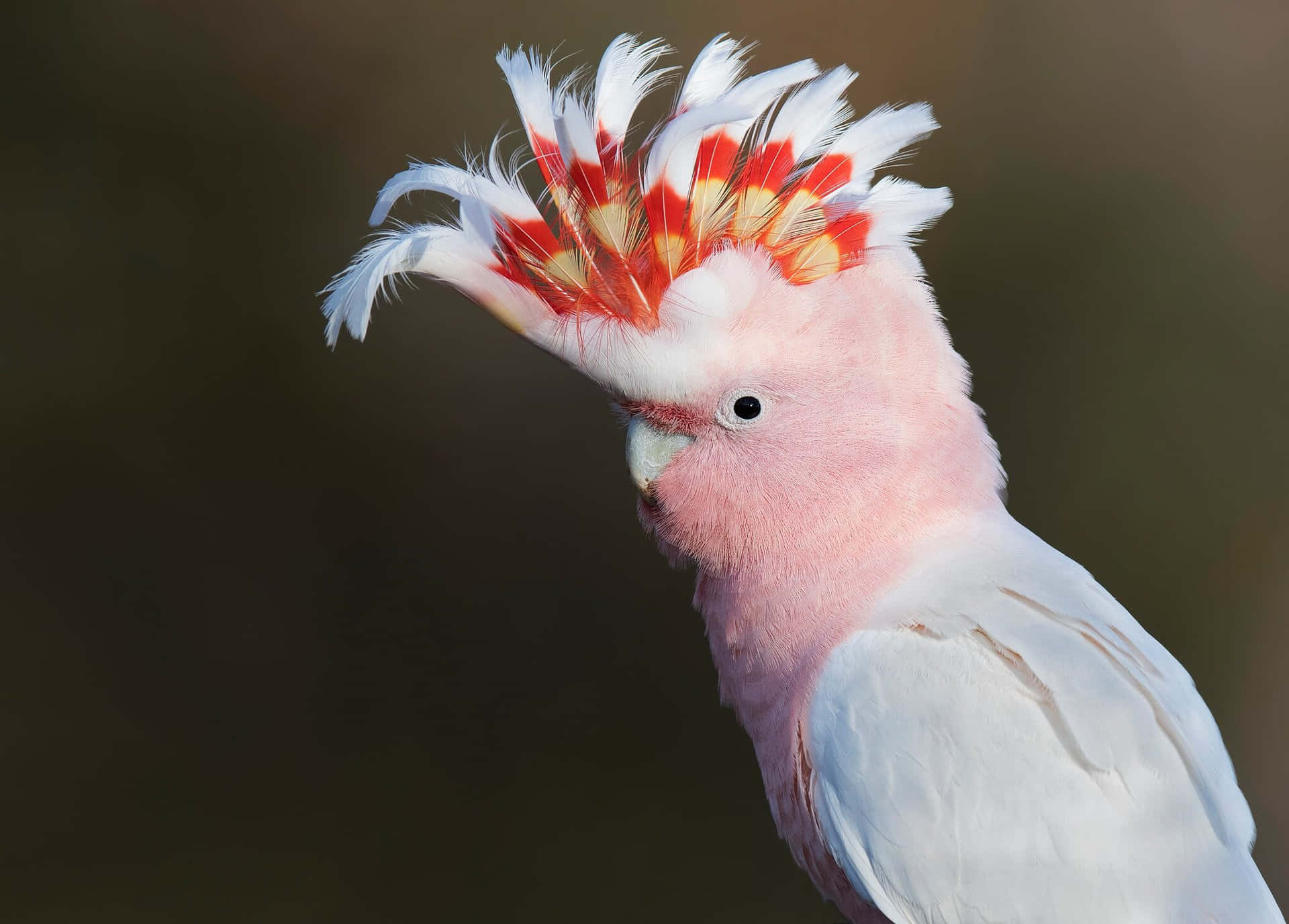 Majestic Pink Cockatoo Portrait