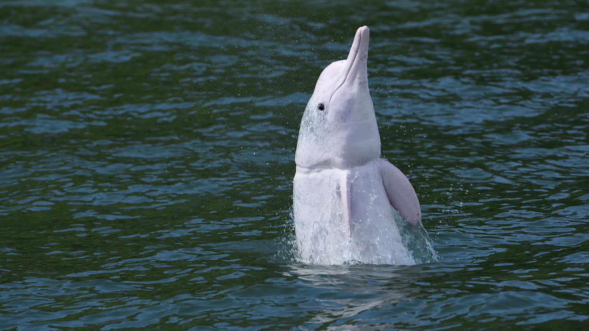 Majestic Pink Dolphin Leaping In The Ocean