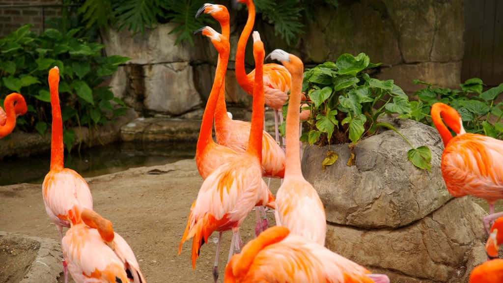 Majestic Pink Flamingos Captivating Visitors At The Zoo Background