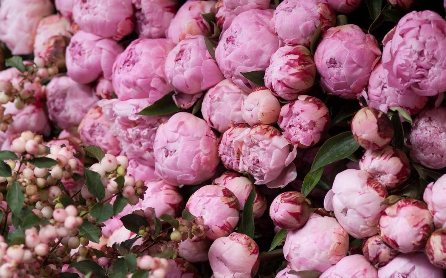 Majestic Pink Peony Blooms Background