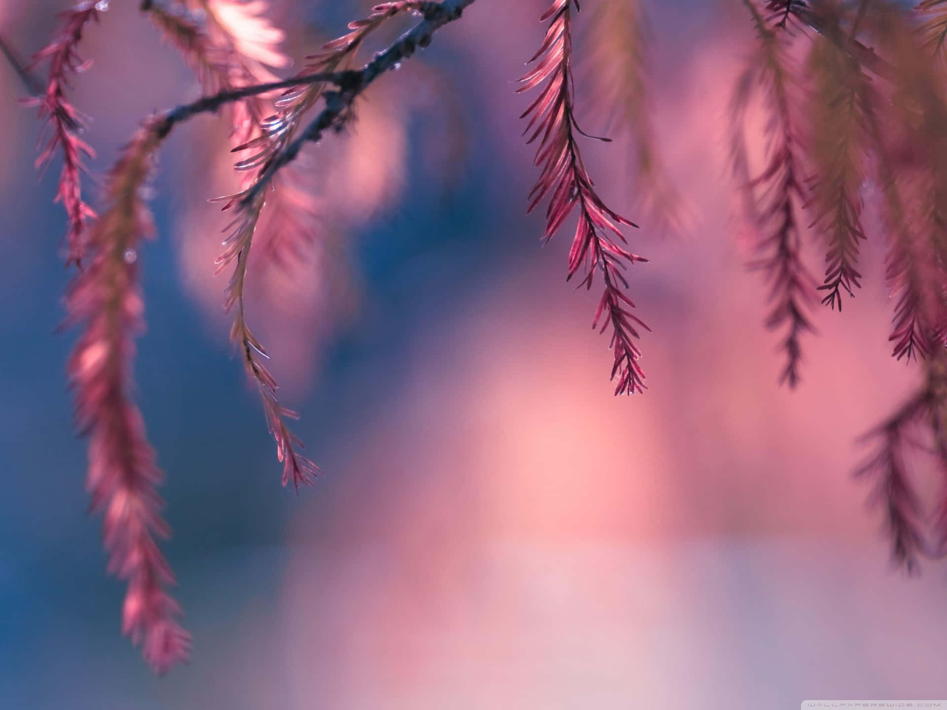 Majestic Pink Trees Against Serene Blue Sky