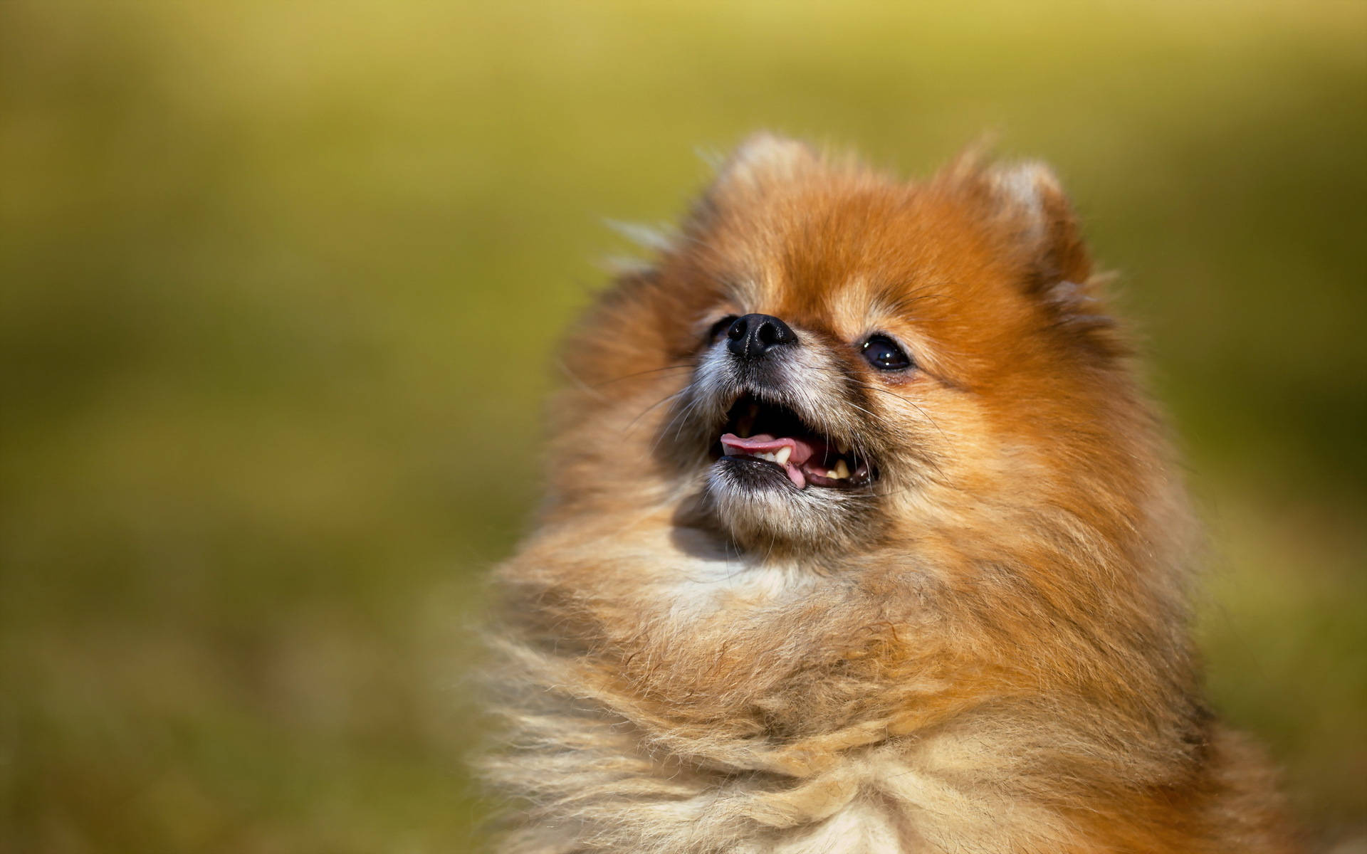 Majestic Pomeranian Dog Background