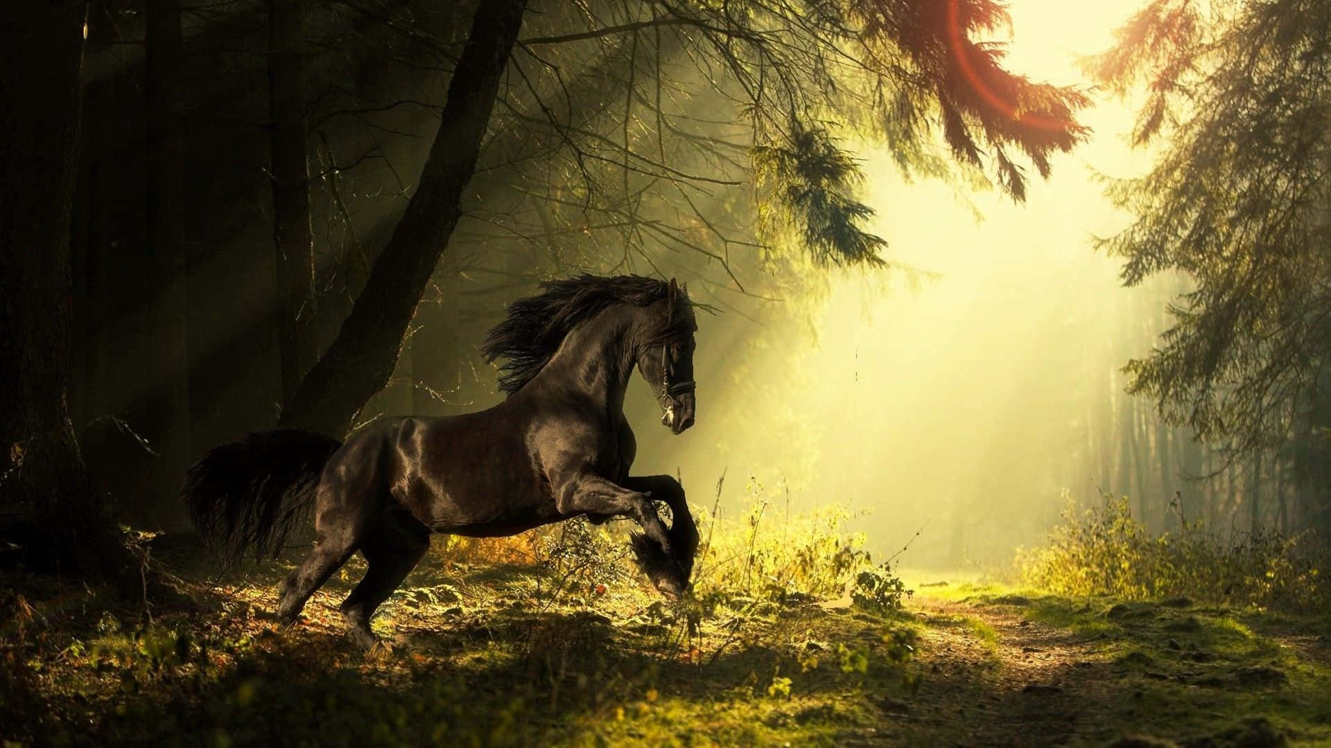 Majestic Prancing Horse Background