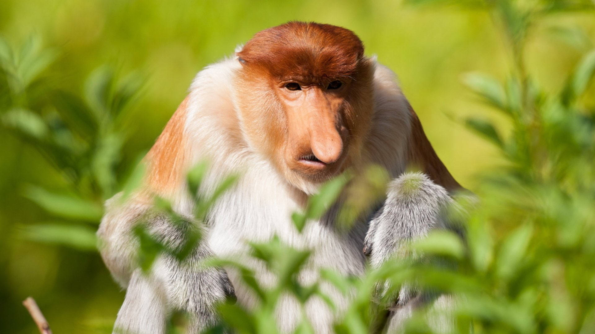 Majestic Proboscis Monkey In Its Natural Habitat Background