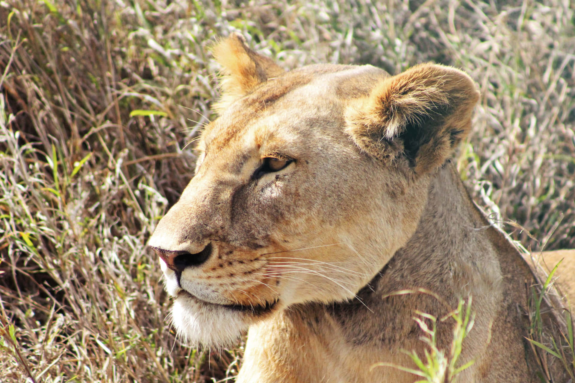 Majestic Profile Of Lioness Background