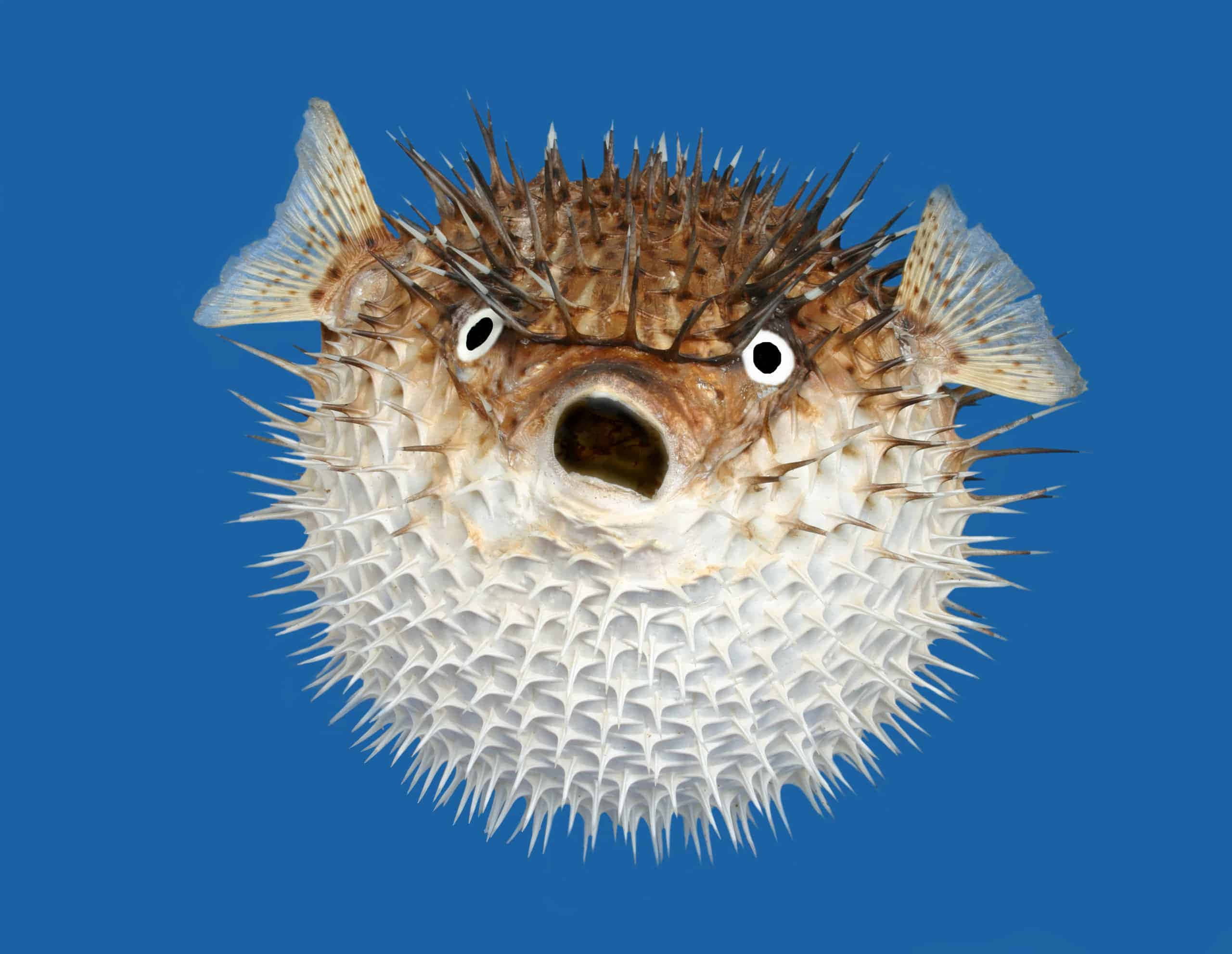Majestic Pufferfish Gliding In The Coral Reef Background
