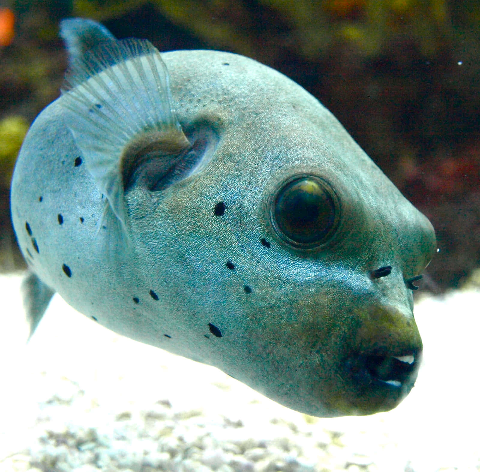 Majestic Pufferfish In Its Natural Ocean Habitat Background