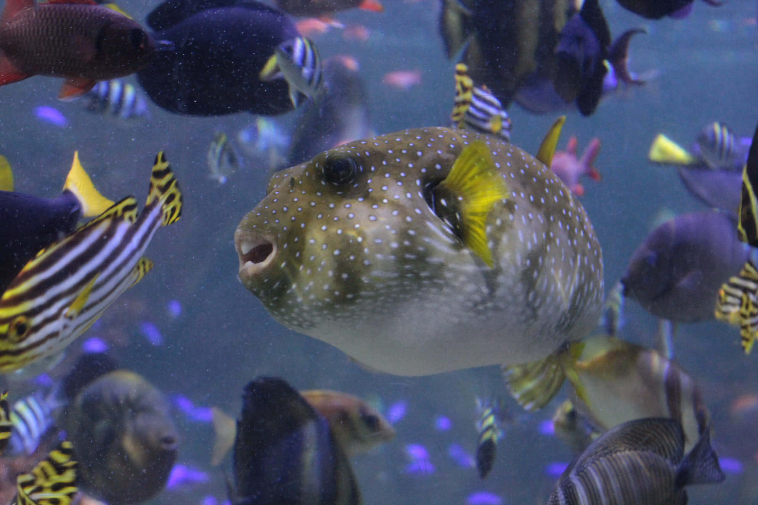 Majestic Pufferfish Swimming Underwater Background