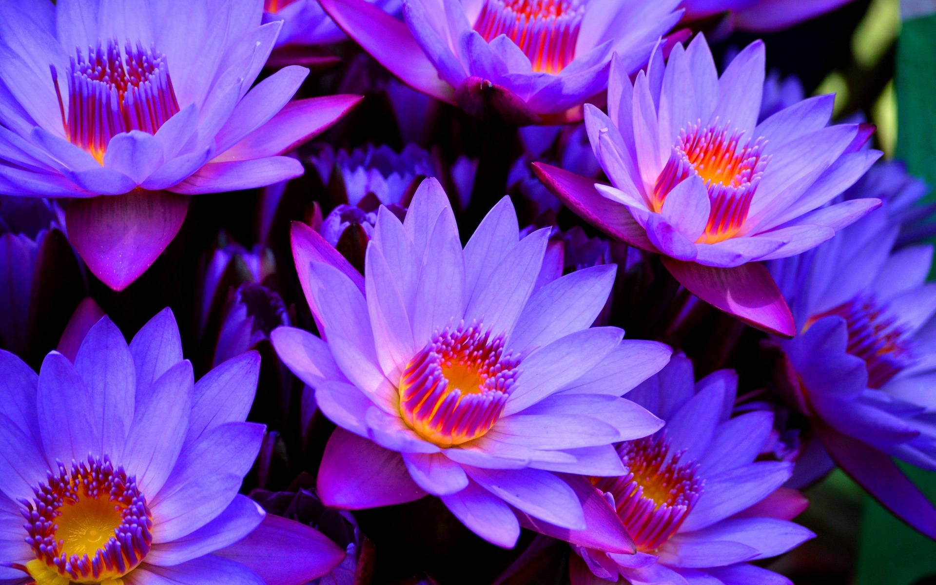 Majestic Purple Nelumbo Nucifera Blooming Proudly Background