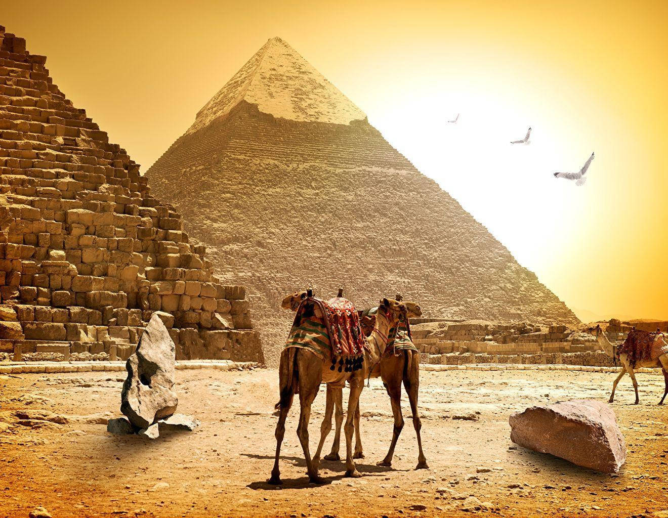 Majestic Pyramids And Resilient Camels In The Heart Of Greater Cairo Background