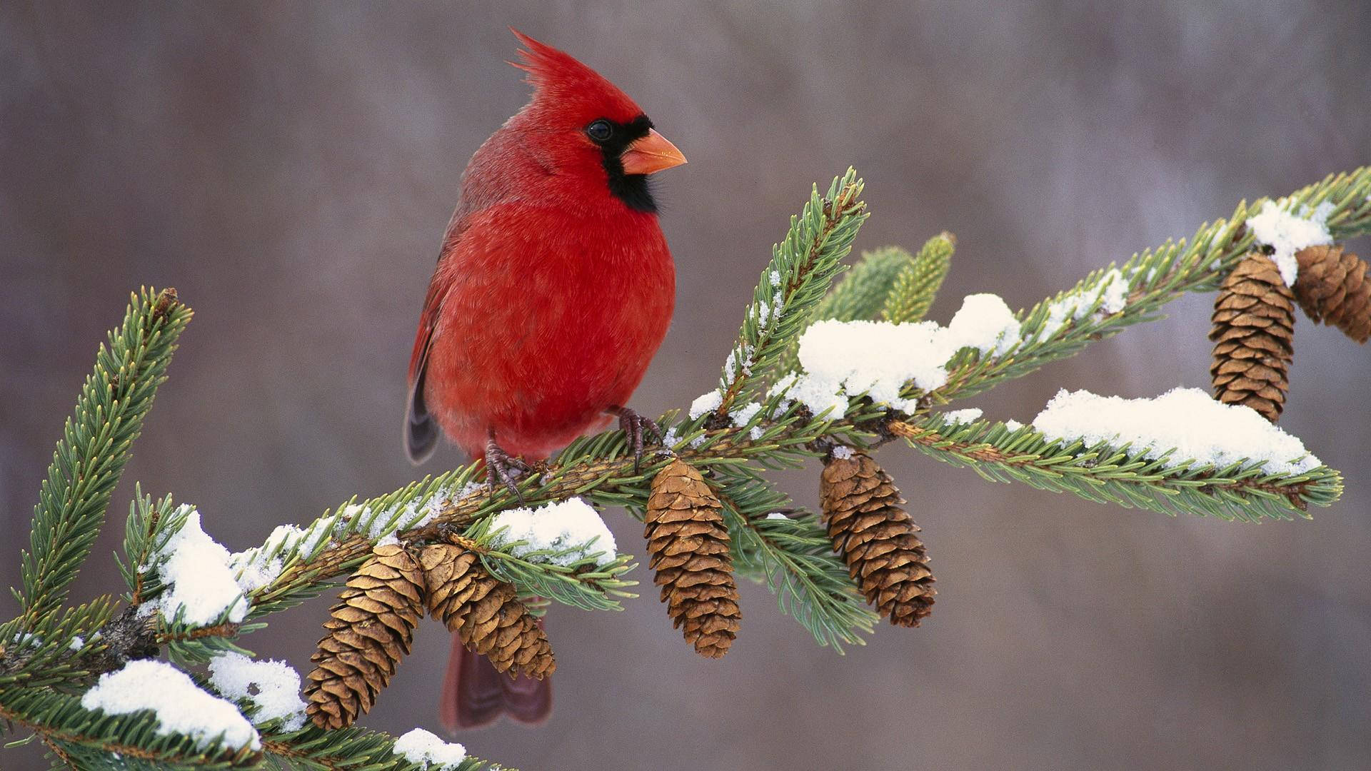 Majestic Red Cardinal Perched On Pinecones Background