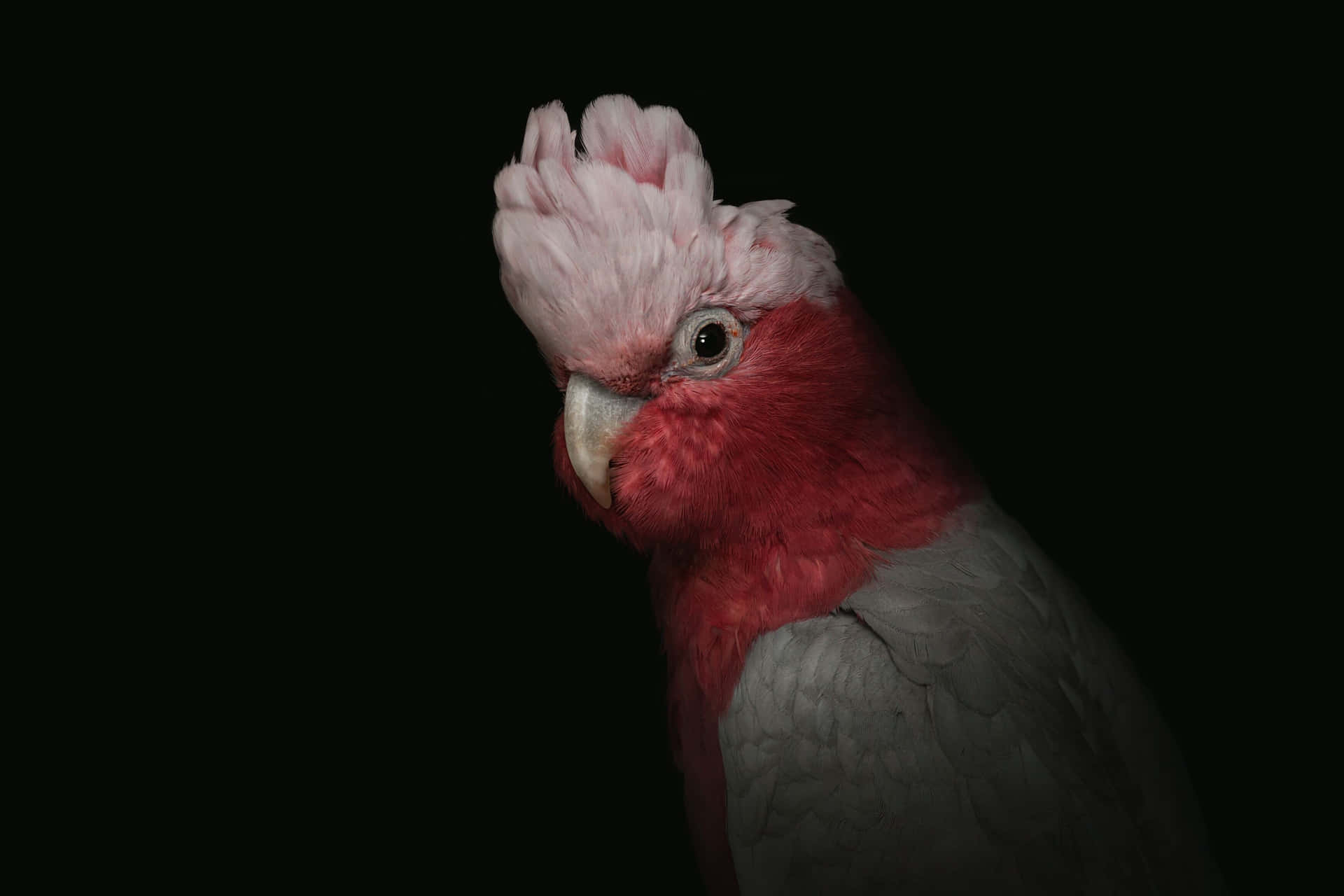 Majestic Red Cockatoo Portrait Background