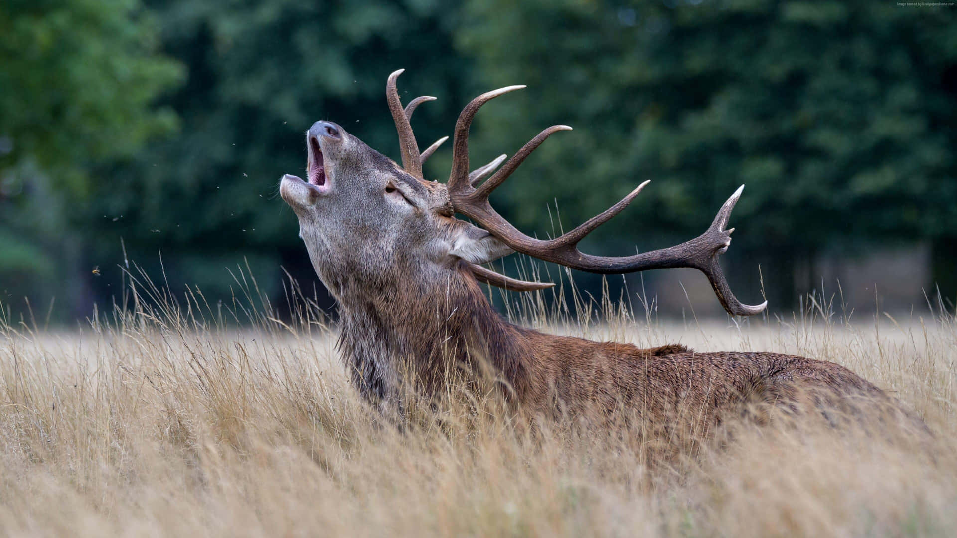 Majestic Red Deer Bellowingin Field Background