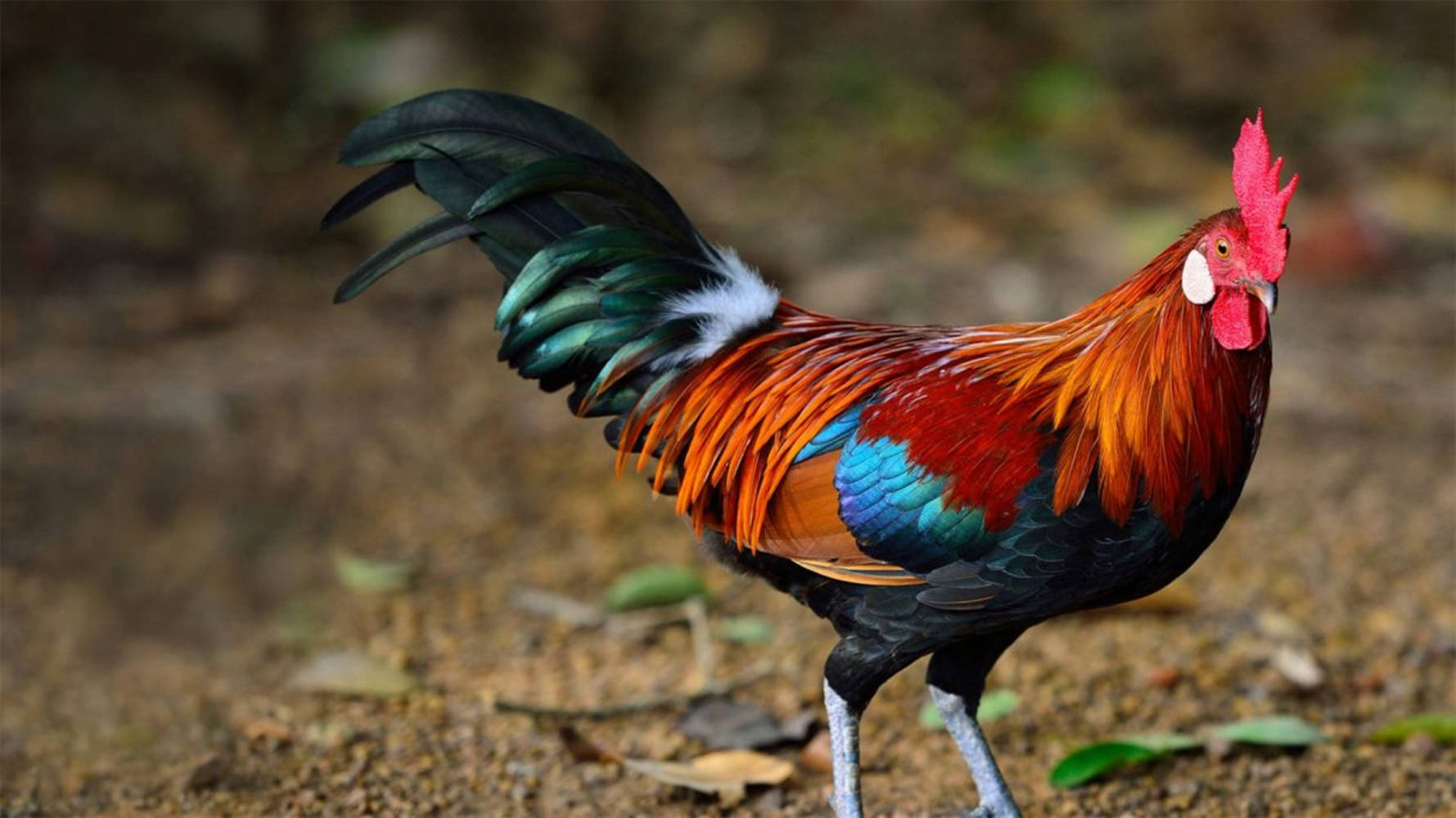 Majestic Red Rooster On Wooden Deck