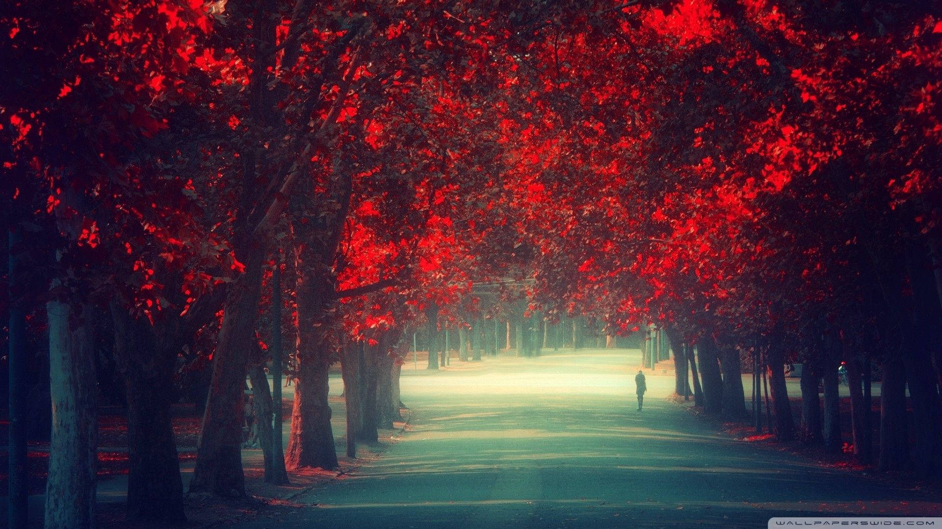 Majestic Red Trees Flanking A Serene Path Background