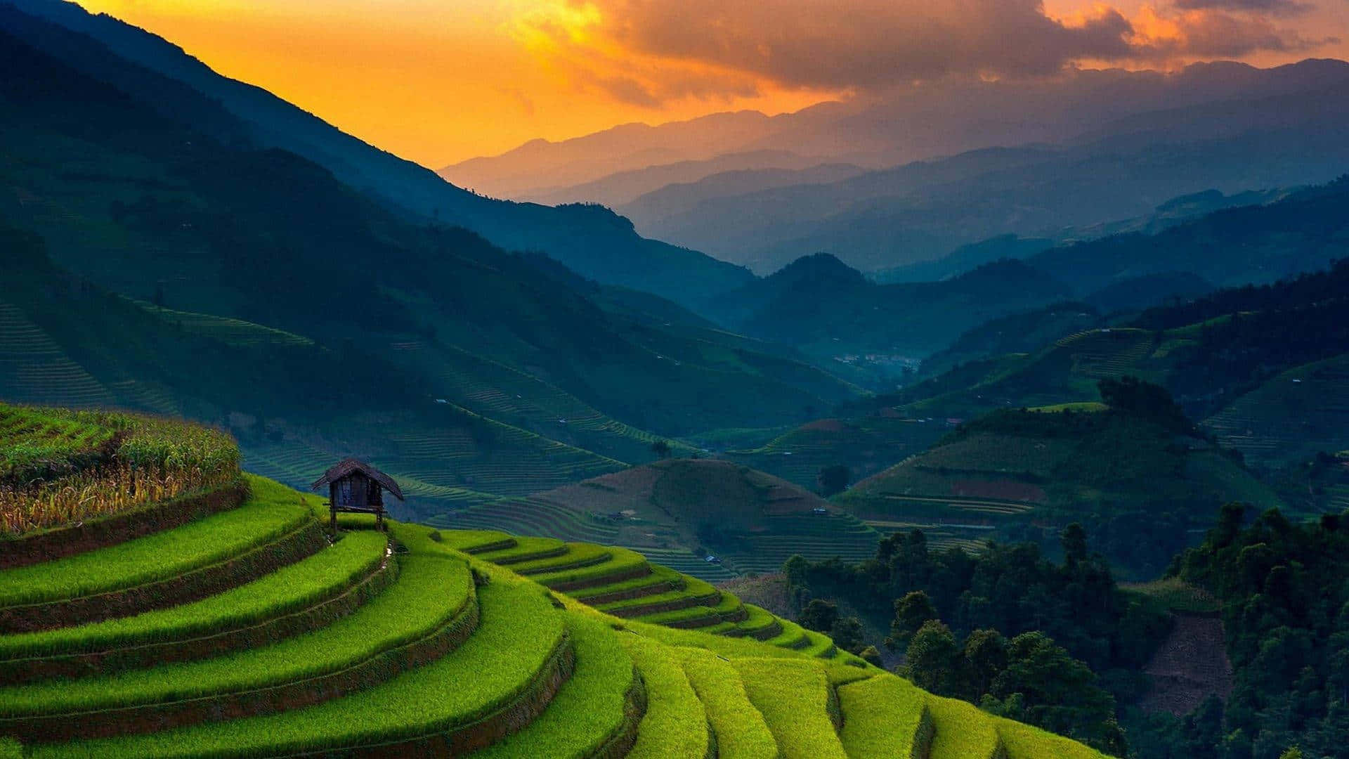 Majestic Rice Terraces Background