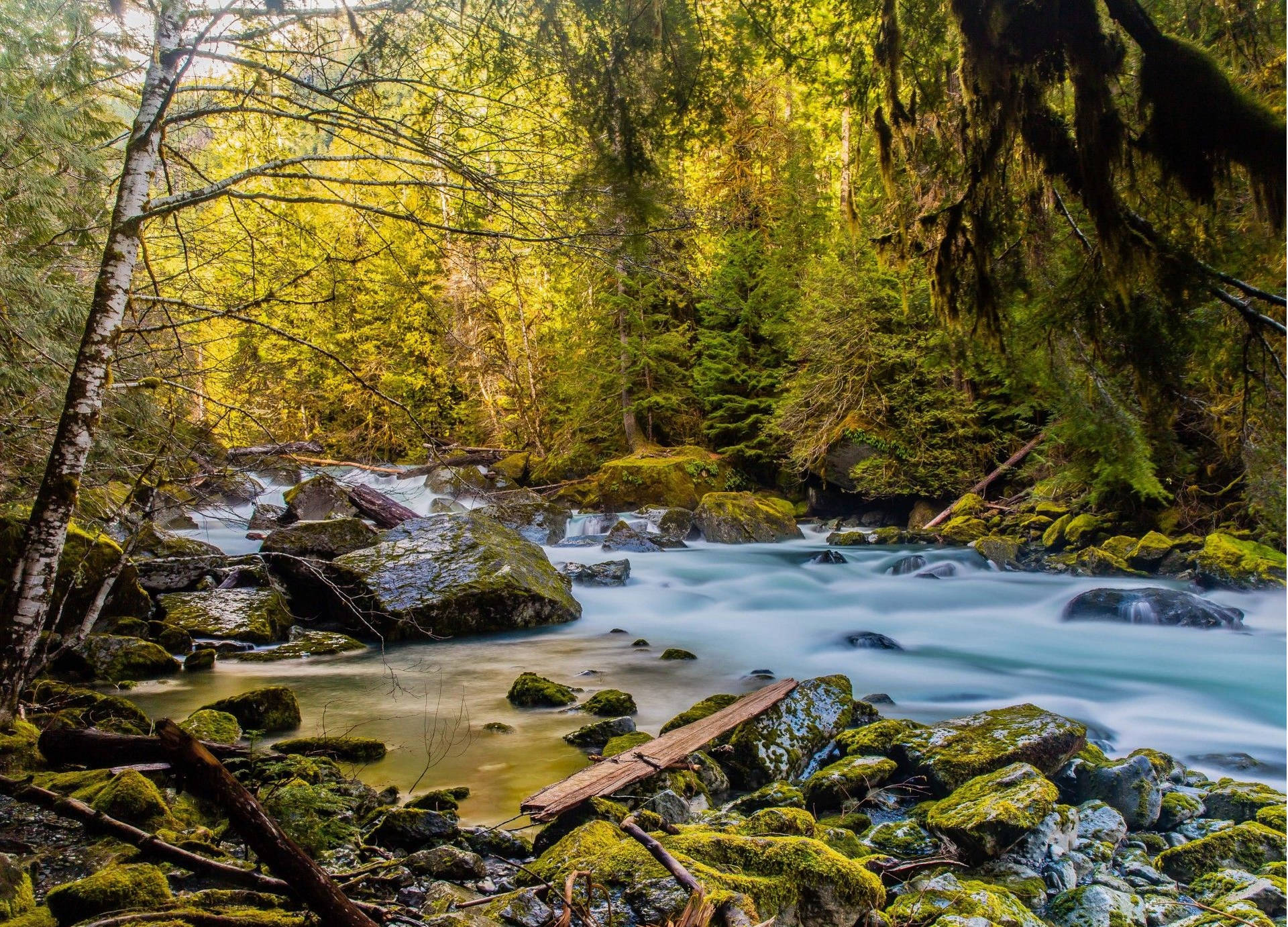Majestic Rocky River Cutting Through The Lush Green Forest In Forks, Washington Background