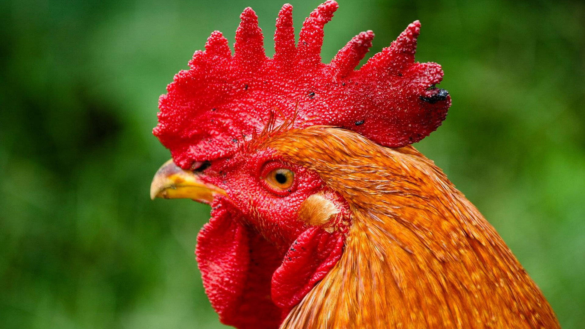 Majestic Rooster Displaying Vibrant Plumage Background