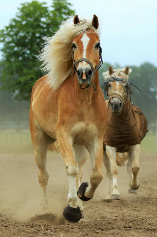 Majestic Running Stallion