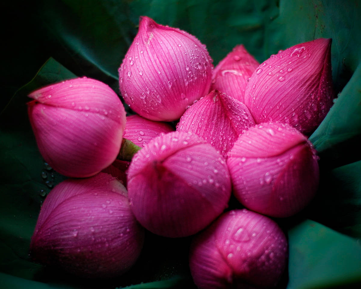 Majestic Sacred Lotus Flower Buds In Full Bloom Background