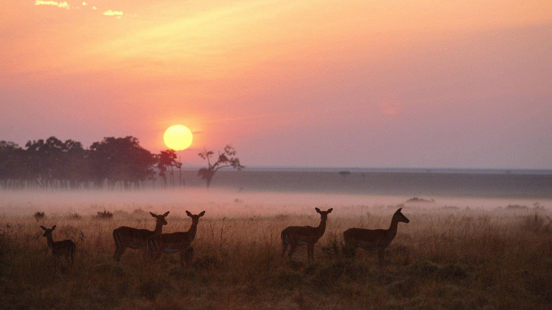 Majestic Savanna Park In Kenya