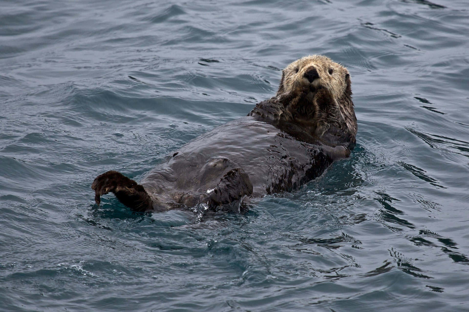 Majestic Sea Otter Floating In The Pristine Waters