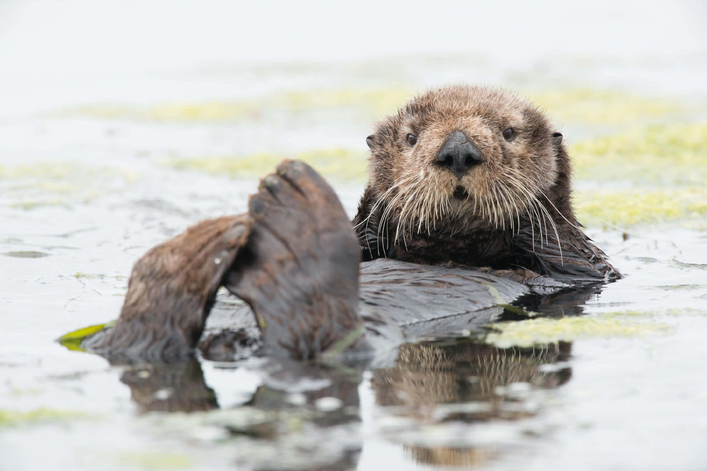 Majestic Sea Otter Floating In Tranquil Waters Background