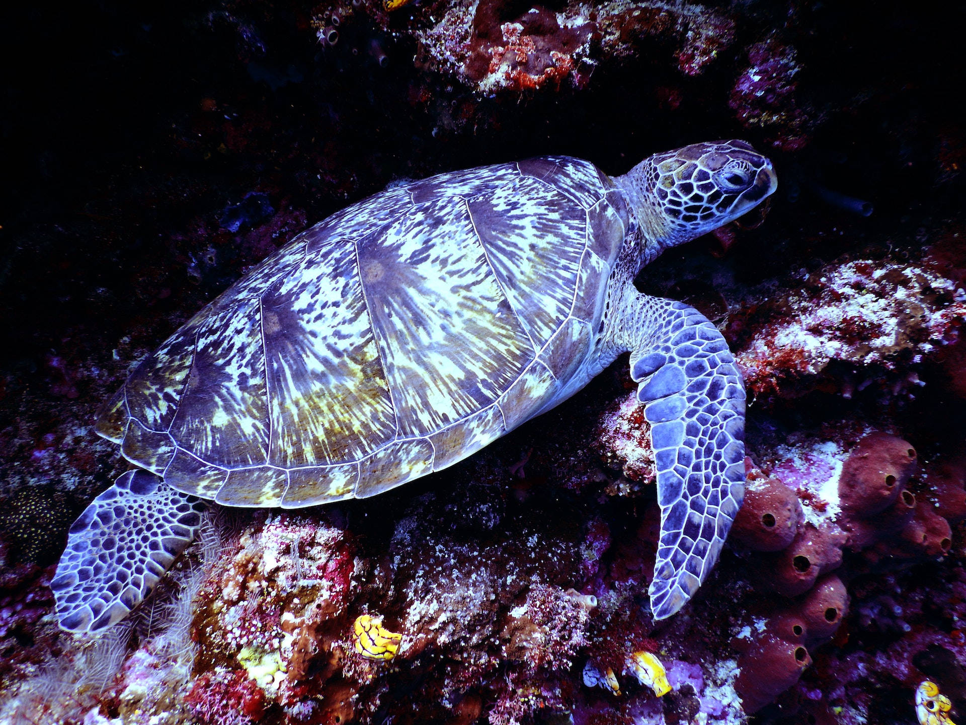 Majestic Sea Turtle Gliding Through Vibrant Coral Reefs