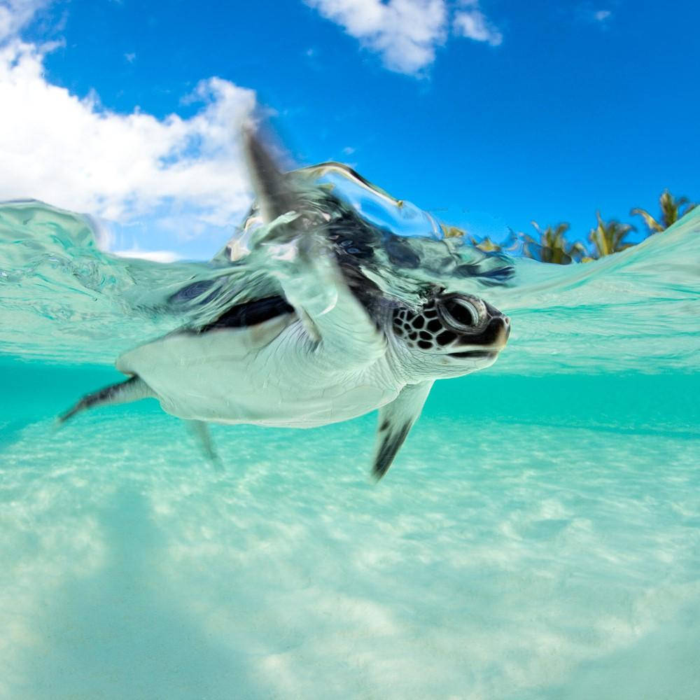 Majestic Sea Turtle Navigating The Underwater World Background