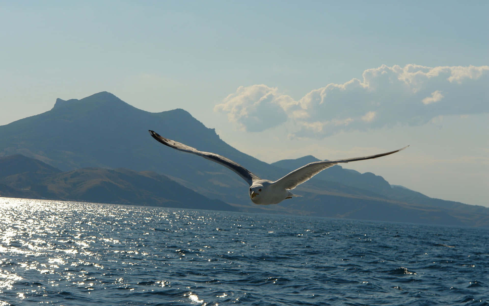 Majestic Seagull In Flight Against A Blue Sky