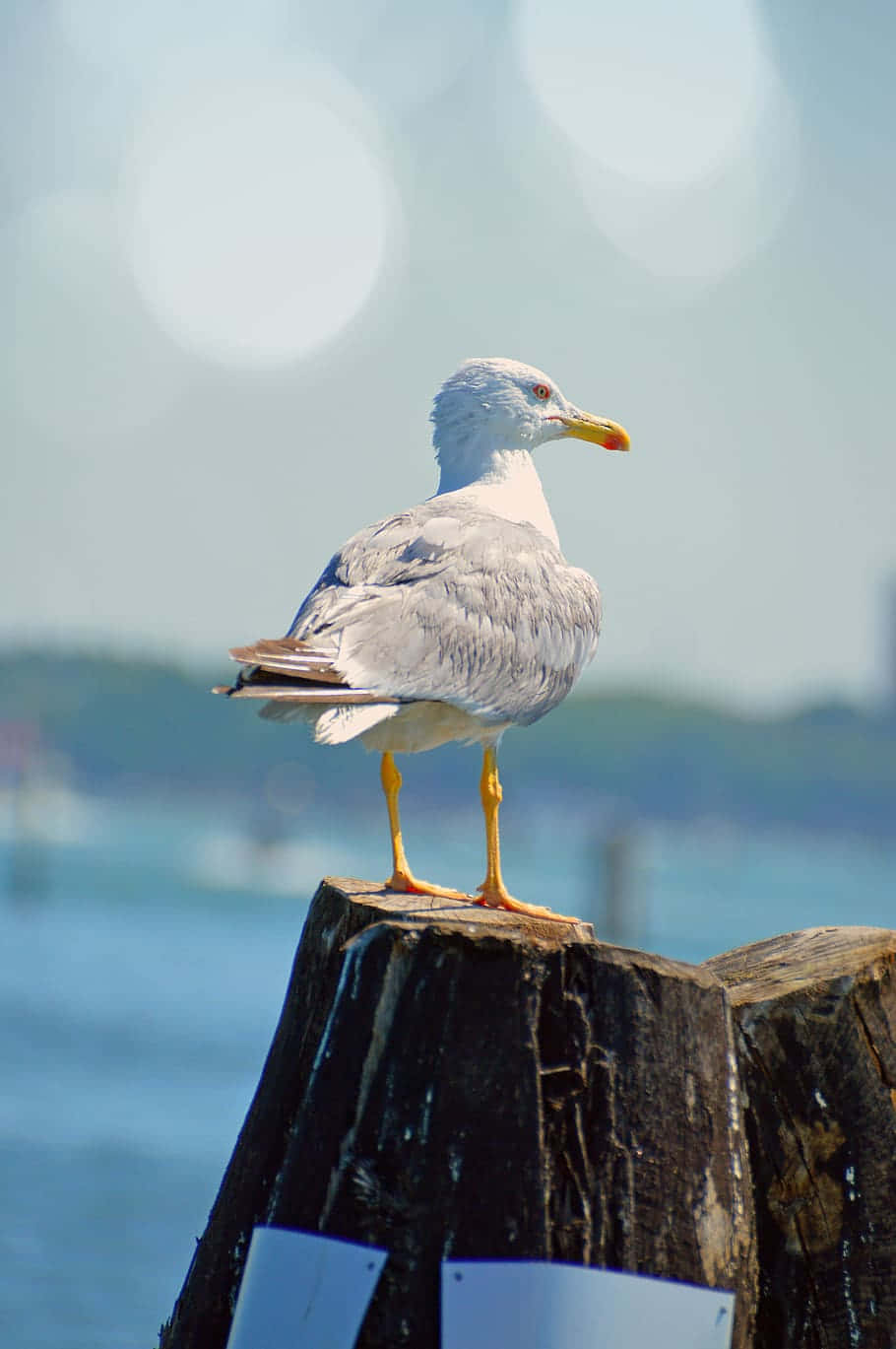 Majestic Seagull In Flight Background