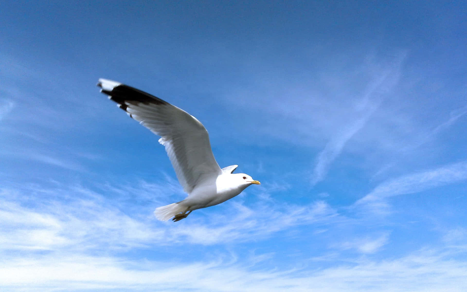 Majestic Seagull Soaring Above The Waters