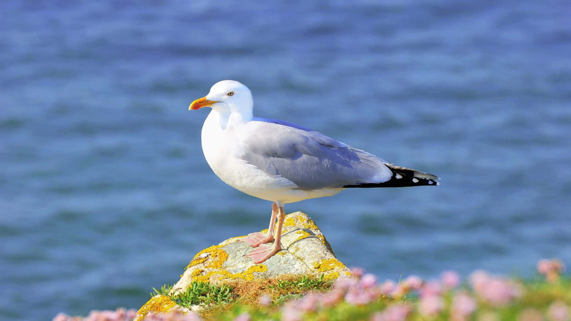 Majestic Seagull Soaring In Blue Sky