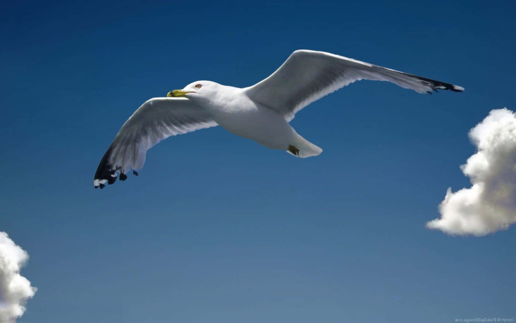Majestic Seagull Soaring In The Sky Background