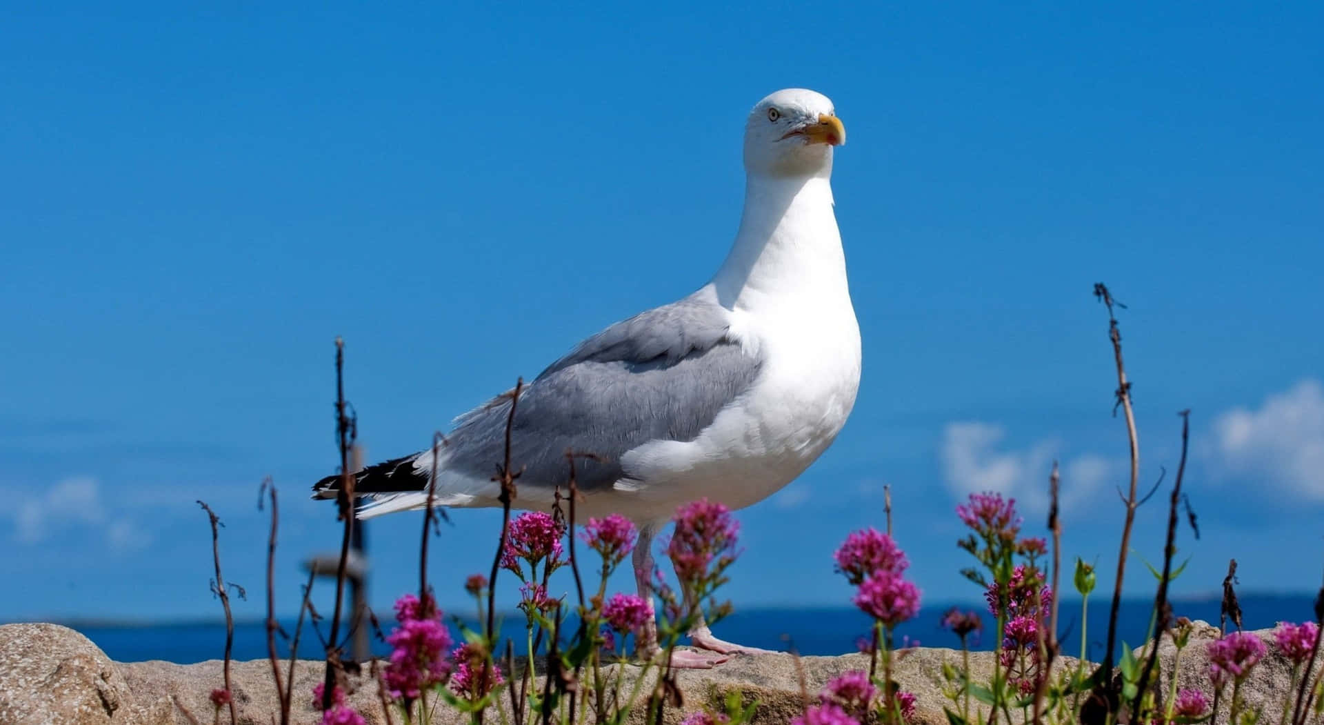 Majestic Seagull Soaring Over The Ocean Background