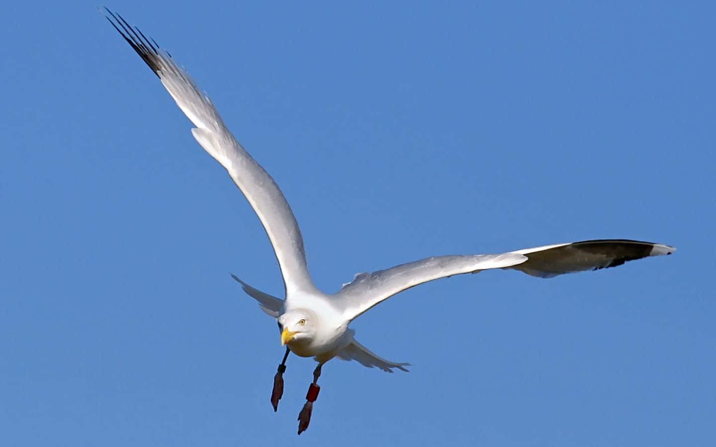 Majestic Seagull Soaring Over The Ocean Background