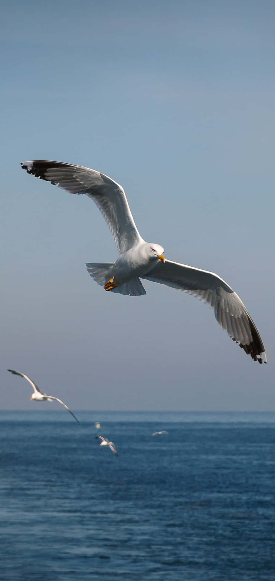Majestic Seagull Soaring Over The Ocean