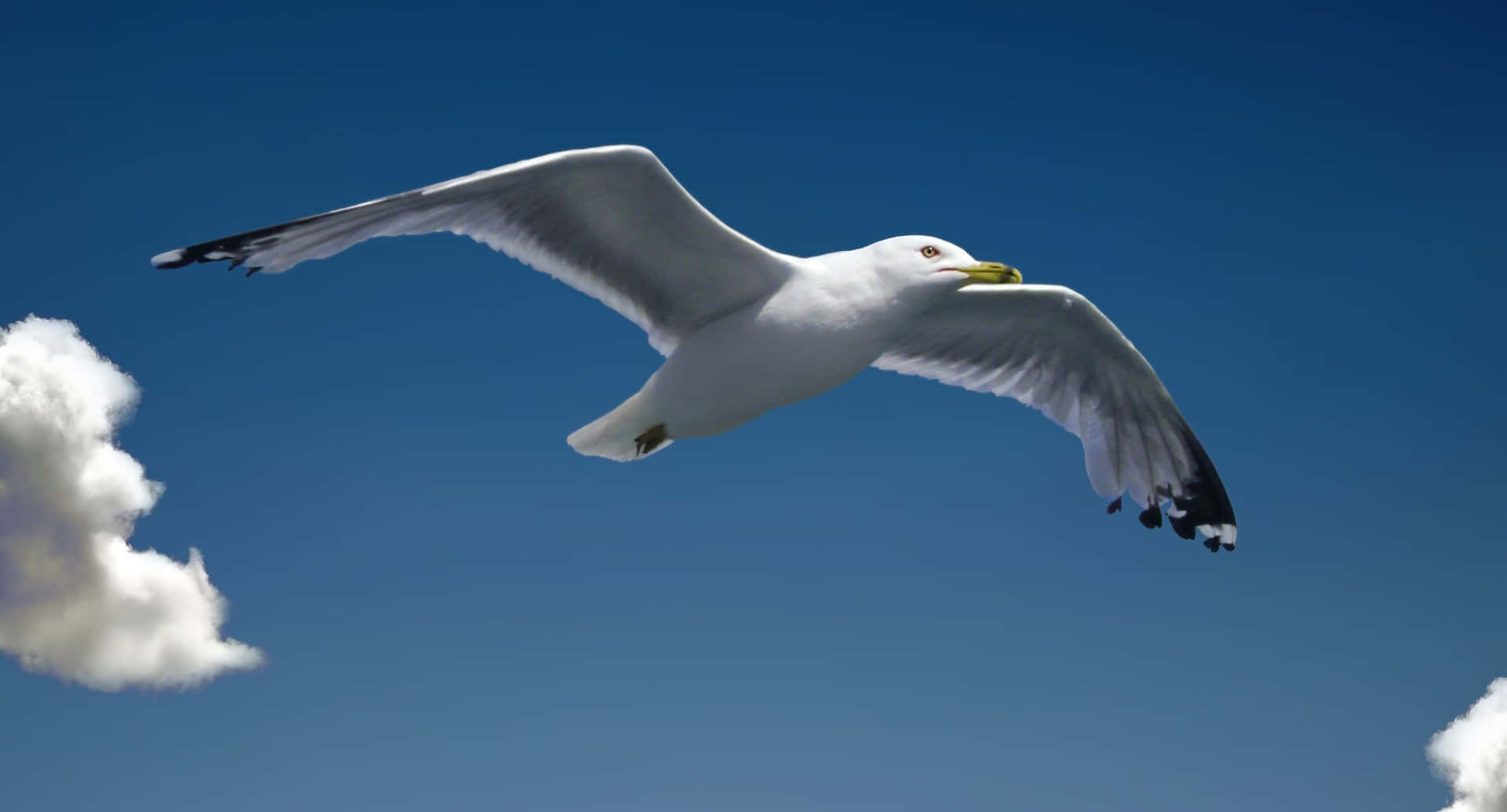 Majestic Seagull Soaring Over The Ocean
