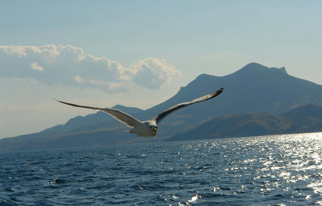 Majestic Seagull Soaring Over The Ocean Waves Background