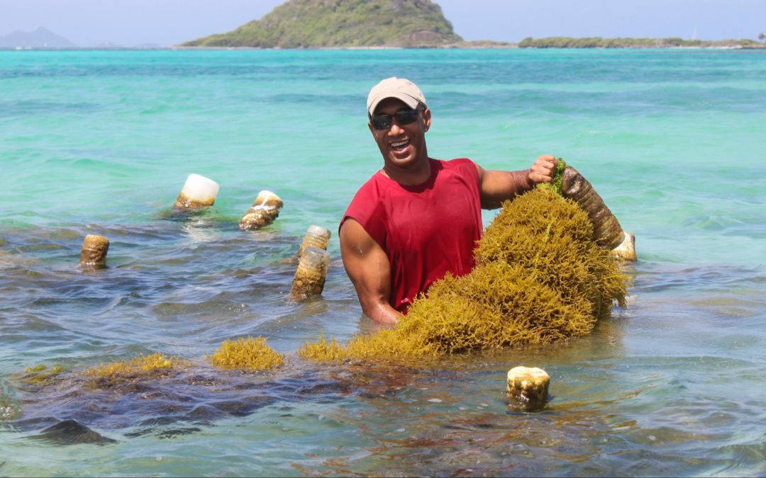 Majestic Seaweed View In St Vincent And The Grenadines Background