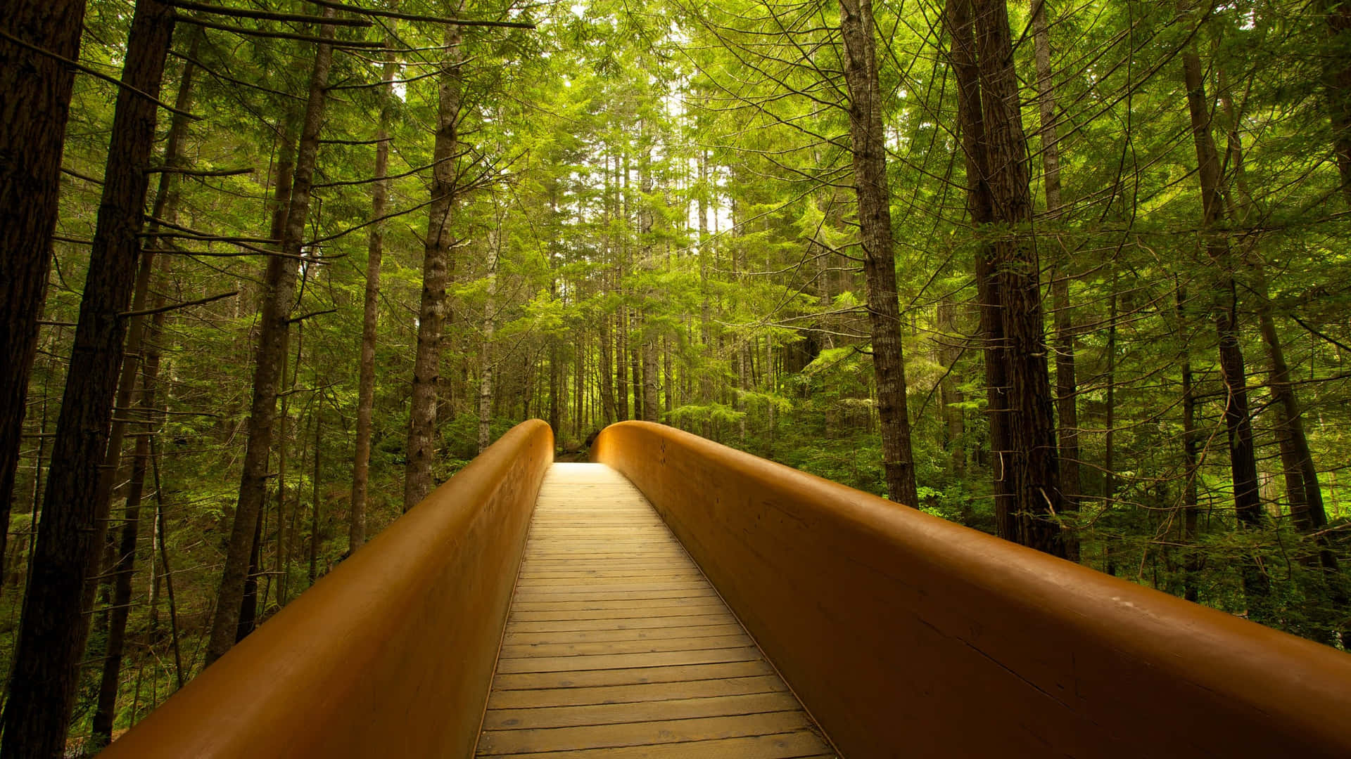 Majestic Serenity At Redwood National Park’s Lady Bird Trail Background