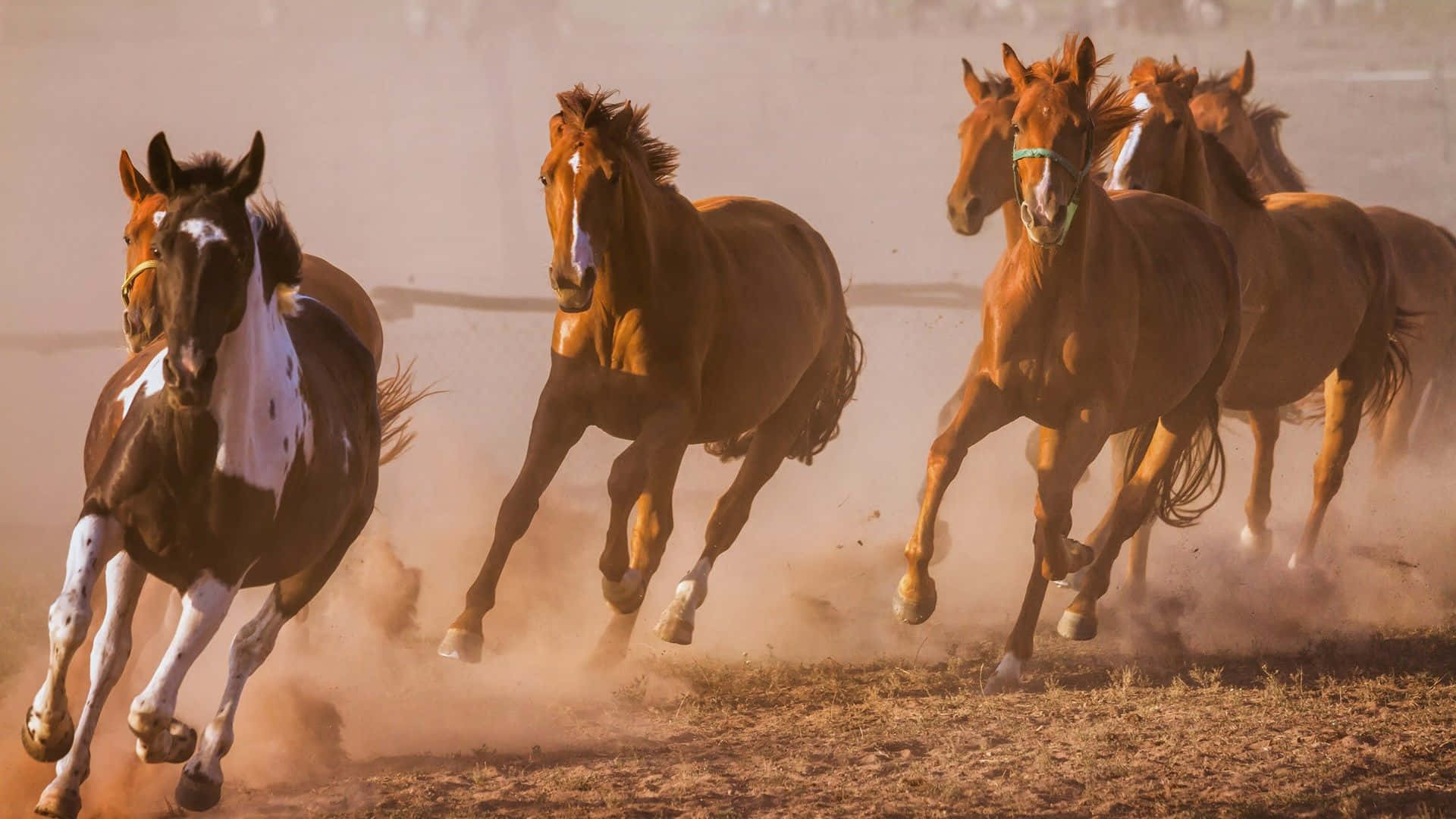 Majestic Seven Horses Captured Mid-gallop Background