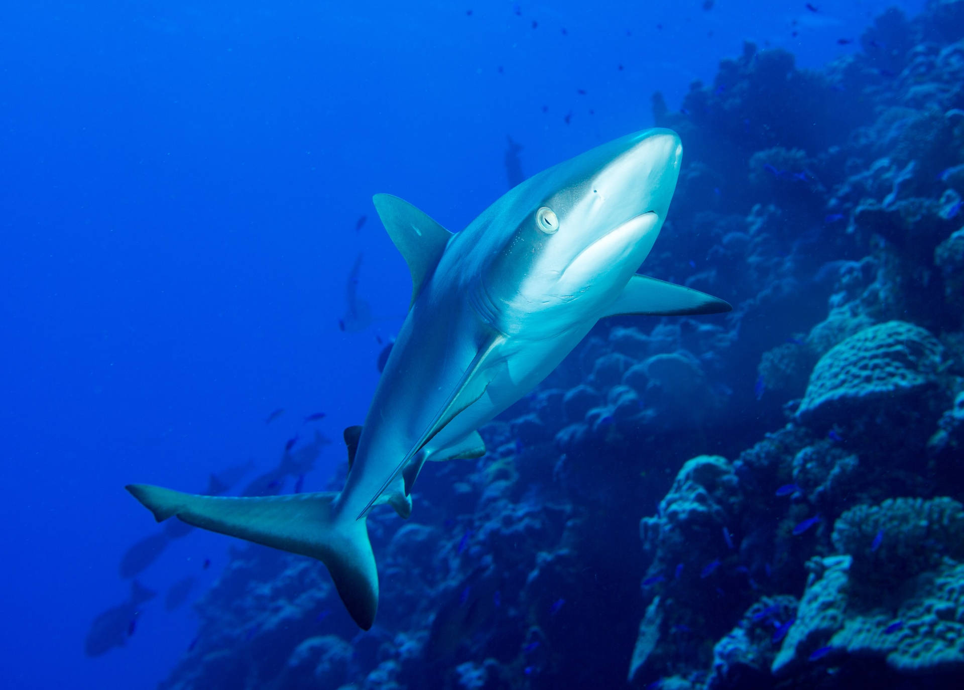 Majestic Shark Encounter In The Tranquil Waters Of The Marshall Islands