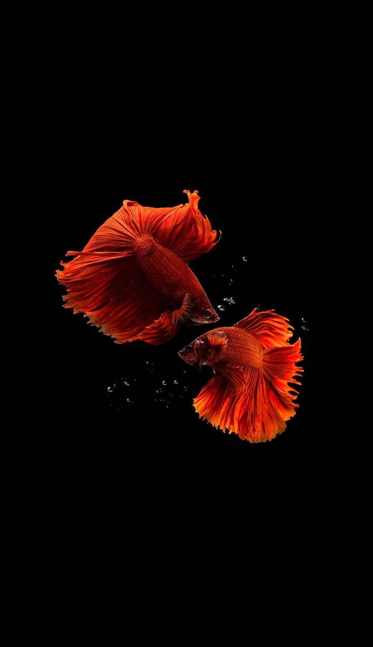 Majestic Siamese Fighting Fish On Iphone Wallpaper Background