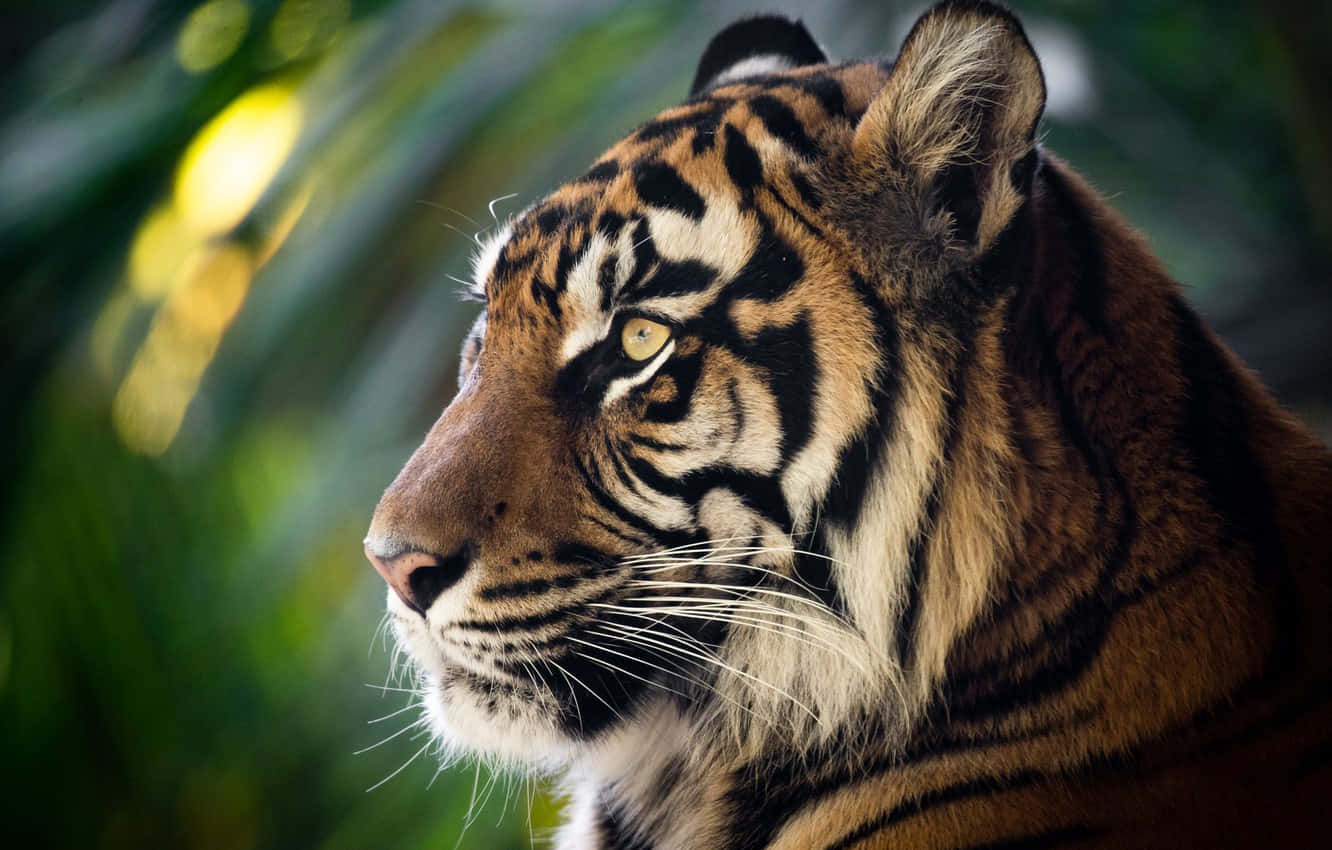 Majestic Side Profile Of A Fierce Tiger