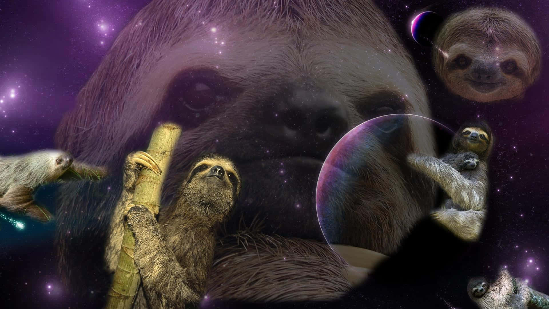 Majestic Sloths Background