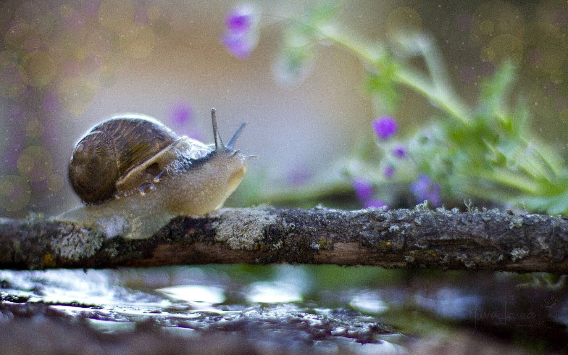 Majestic Snail Journey