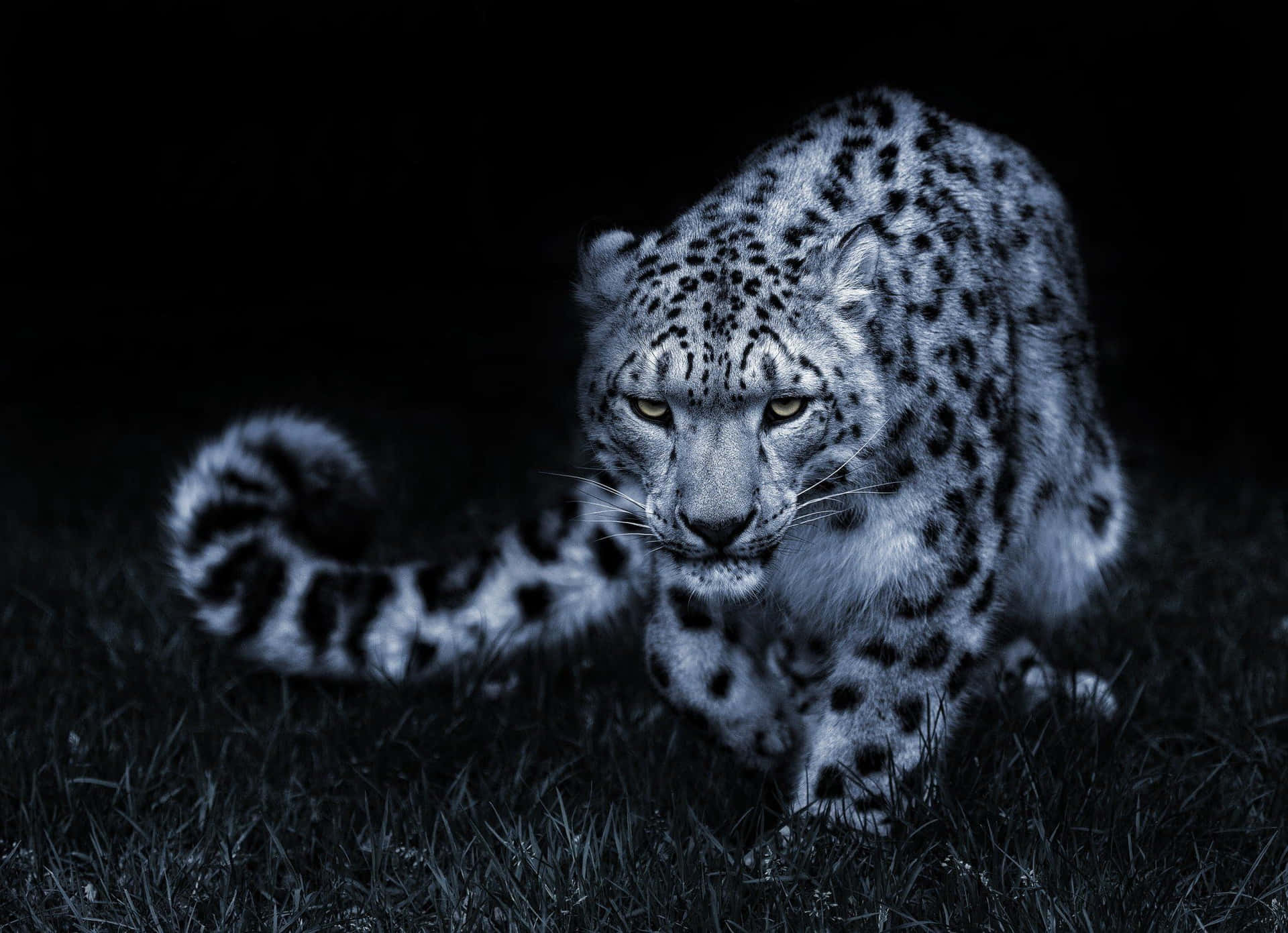 Majestic Snow Leopard Bathing In Mid-day Sun Background